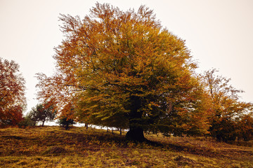 beautiful landscape with trees in autumn colors