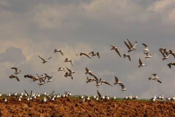 gabbiani reali (Larus michahellis) su terreno arato
