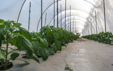 Pepper crops in greenhouse