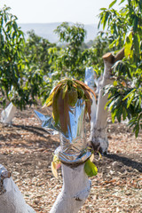 Grafting on a mango tree