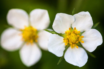 Fototapeta na wymiar White flowers of the wild strawberry (Fragaria vesca)