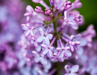 Closeup of Lilac flowers