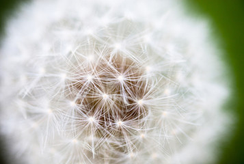 Globular head of seeds with downy tufts of the dandelion flower