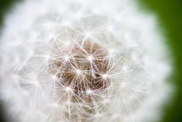 Rolgordijnen Globular head of seeds with downy tufts of the dandelion flower © rootstocks