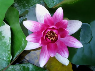 Crédence de cuisine en verre imprimé Nénuphars Pink lotus