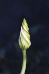 Obraz premium Moonflower blossom beautiful texture for nature background