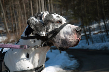 Deutsche Dogge mit Geschirr und 