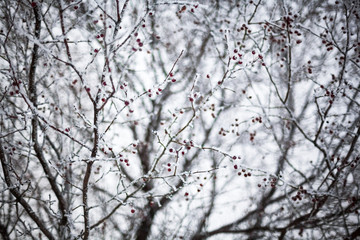 Hawthorn covered with hoarfrost