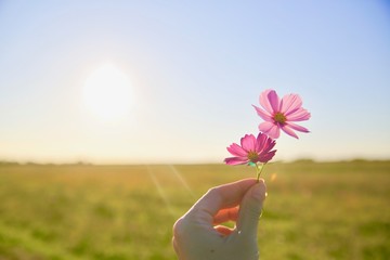 コスモスを持つ手 © samiso