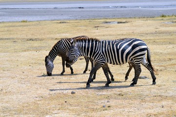 Fototapeta na wymiar Three zebras grazing in a meadow