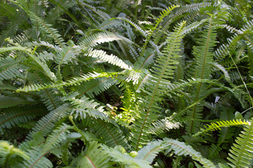 Boston ferns