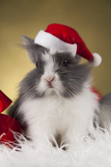 Animal, Rabbit, bunny on Christmas background