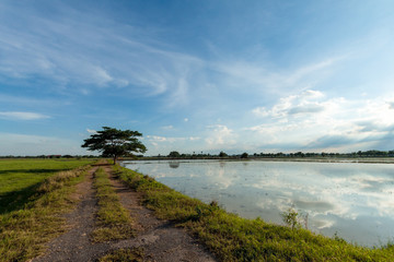 Fototapeta na wymiar A single tree on the rice field and blue sky.