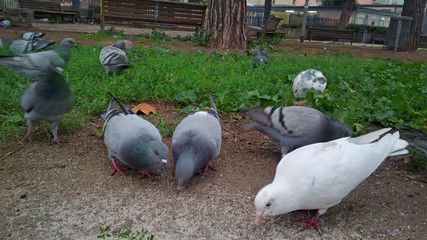 piccione comune