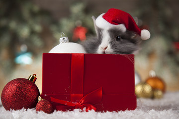 Animal, Rabbit, bunny on Christmas background