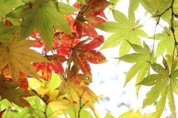 三色の紅葉