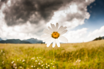 Na łące © blackspeed