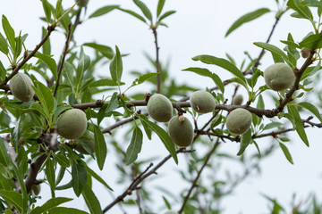 Omogna mandelfrukter på gren