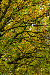 Ekar med löv i höstfärger