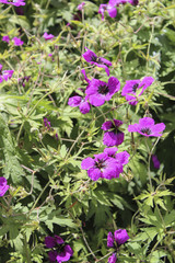 Small Cascading Purple Flowers