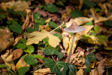Mushrooms in the wild, with yellow autumnal leaves