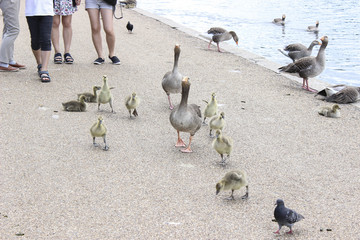 Fototapeta premium Goose family on sidewalk