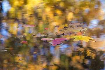 Autumn Background Season Change Concept Leaves floating in Puddle
