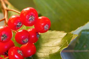 Rowan berries. Close-up