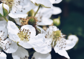 Closeup of raspberry flower growing in garden.Raspberry Flowers blooming in spring season. Botanical gardening, horticulture ideas, designs and concepts.