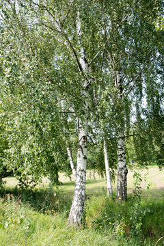 Natural summer landscape: birch grove, cut meadow/field with trees, blue sky with white clouds. Sunny day. Place for text.
