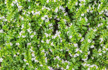 Tiny green leaves background