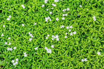 Tiny green leaves background