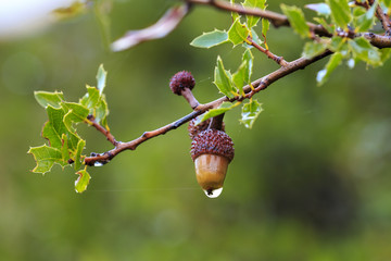 Detail of branch of kermes oak under the rain, with spiny leaves and a colorful acorn with crimson...