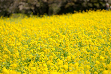 菜の花