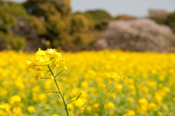 菜の花