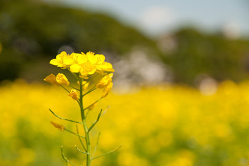 菜の花