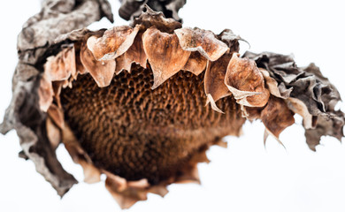 Withered sunflower head in winter