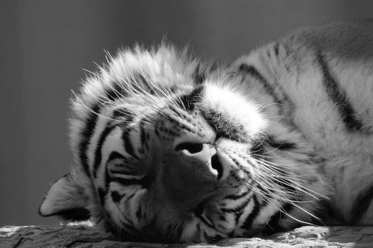Fototapeta Black and white face of an adult tiger sleeping peacefully