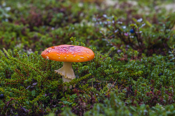 Amanita muscaria