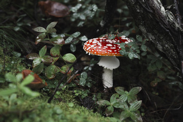 Amanita muscaria
