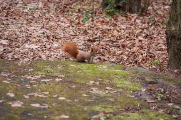 squirrel in autumn forest , New York , America, 
Europe 