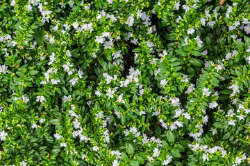 Tiny green leaves background