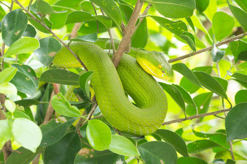 Green snake curled up on a tree