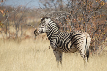 Fototapeta na wymiar Plains zebra (Equus quagga), Etosha National Park, Namibia