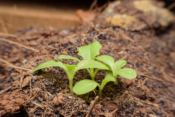 green sprout growing