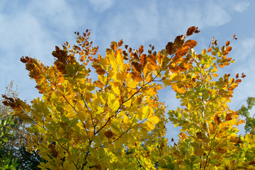 Herbstbaum
