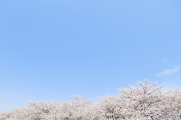 大空と桜並木　ソメイヨシノ　埼玉県　熊谷市　日本