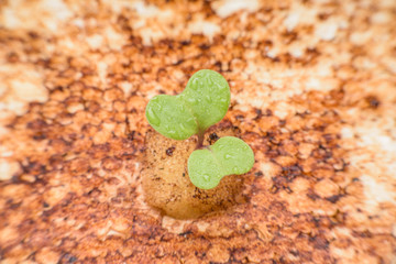 green sprout growing