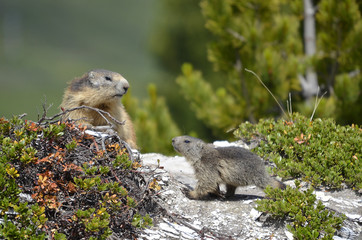 Fototapeta premium Alpine marmot and its young (Marmota marmota) in plants in the French Alps, Savoie department at La Plagne