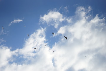 Birds in the sky